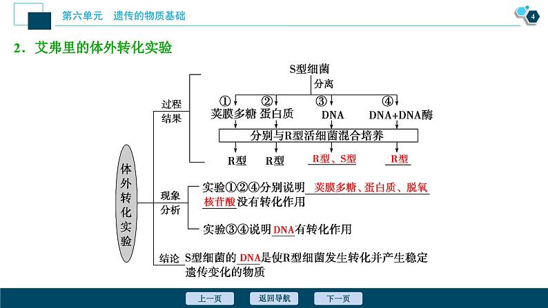 高中生物高考1 第17讲　DNA是主要的遗传物质课件PPT05