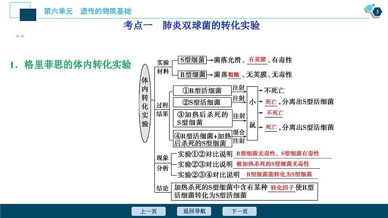 高中生物高考1　第六单元　第17讲　DNA是主要的遗传物质课件PPT第4页