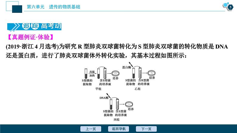 高中生物高考1　第六单元　第17讲　DNA是主要的遗传物质课件PPT第6页