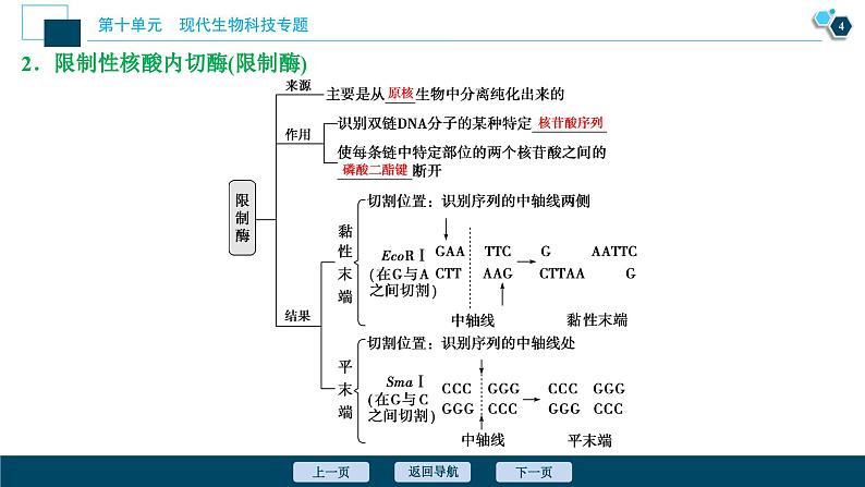 高中生物高考1　第十单元　第33讲　基因工程课件PPT第5页