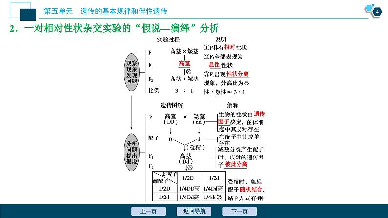 高中生物高考1　第五单元　第14讲　基因的分离定律课件PPT05