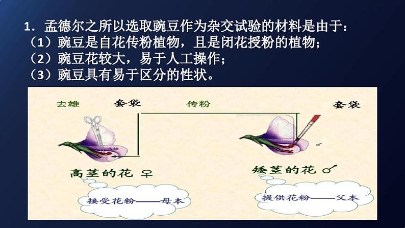 1.1孟德尔的豌豆杂交实验(一)课件2020-2021学年高一生物人教版(2019)必修二02