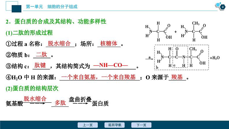 高中生物高考2 第2讲　蛋白质和核酸课件PPT第5页