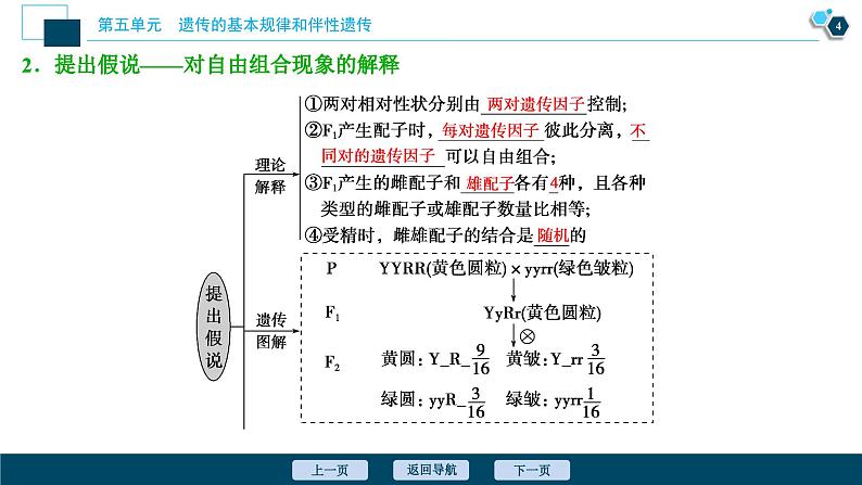 高中生物高考2 第14讲　基因的自由组合定律课件PPT第5页