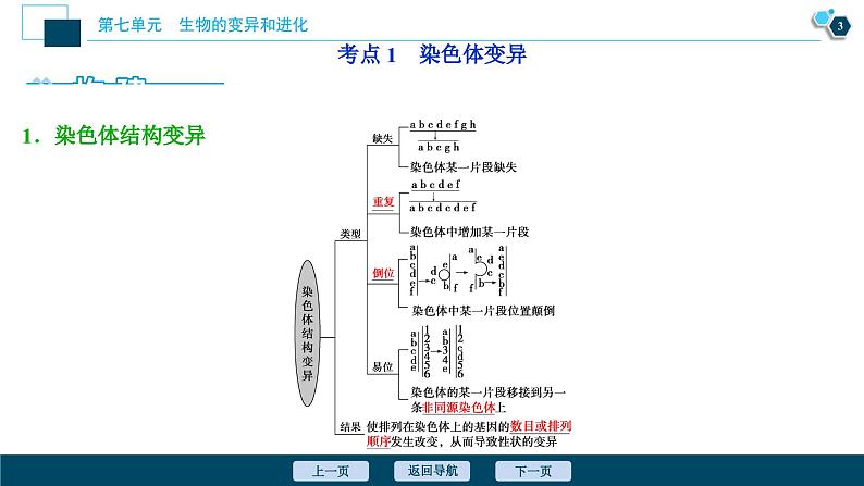 高中生物高考2 第21讲　染色体变异课件PPT第4页