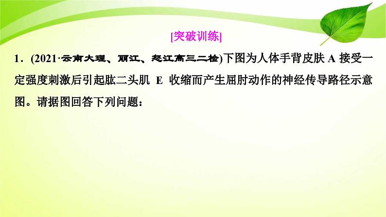 高中生物高考2022年二轮复习：加强提升课(七)　反射弧中兴奋传导特点的实验探究课件PPT第6页