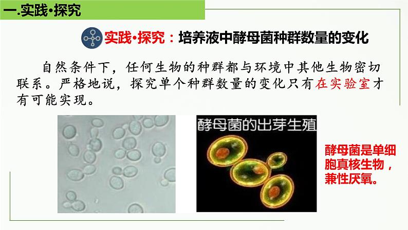 高中生物选择性必修二 1 2 种群的数量变化（第2课时）精讲课件练习题04