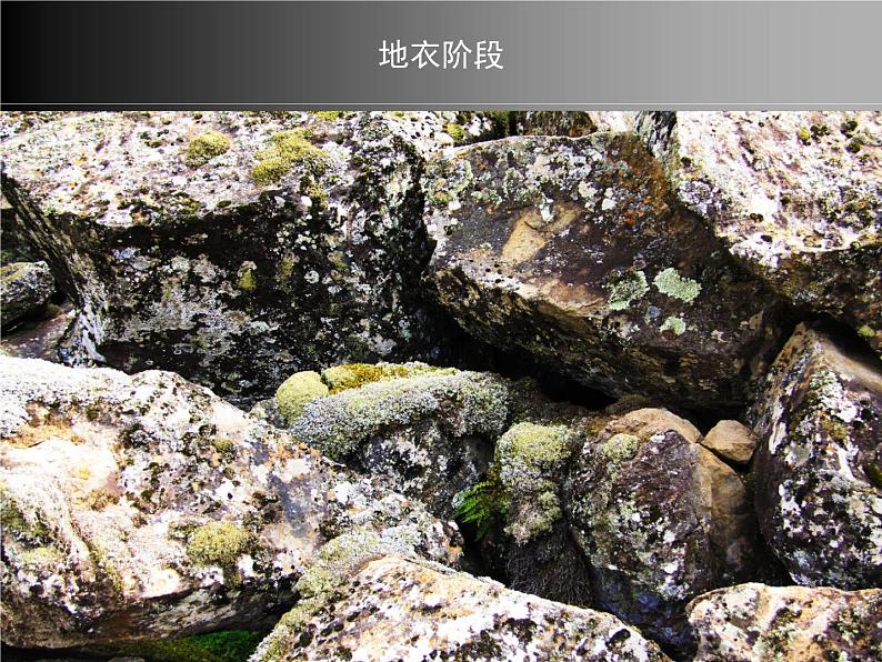 高中生物选择性必修二 2 3 群落的演替 课件练习题第7页