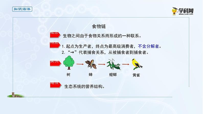 高中生物选择性必修二 课件 3 1 2食物链和食物网-高中生物学选择性必修2（新教材同步课件）练习题03