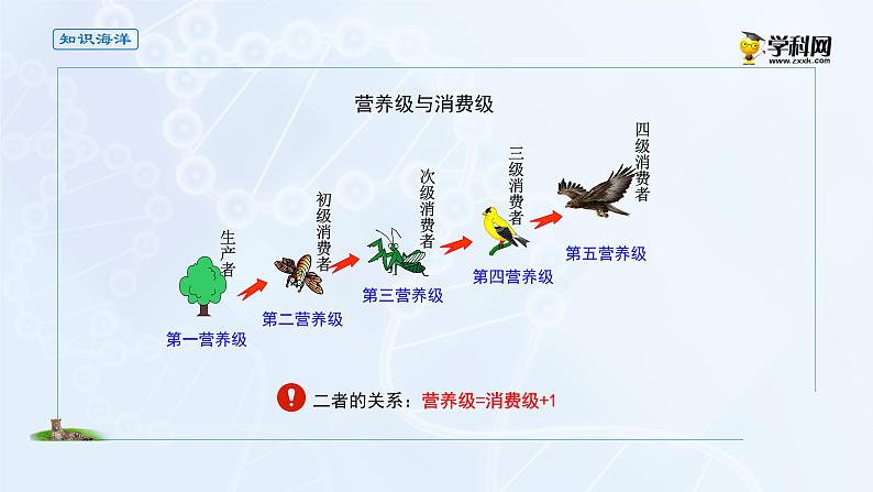 高中生物选择性必修二 课件 3 1 2食物链和食物网-高中生物学选择性必修2（新教材同步课件）练习题04