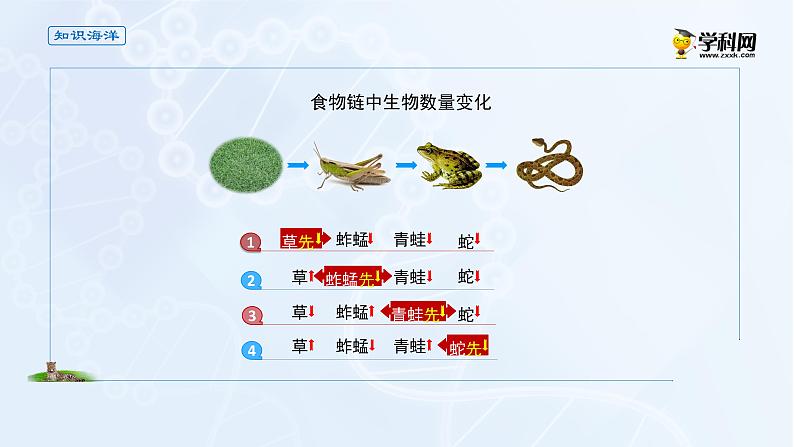 高中生物选择性必修二 课件 3 1 2食物链和食物网-高中生物学选择性必修2（新教材同步课件）练习题05