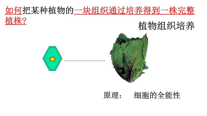 高中生物选择性必修三  2 1 1 植物细胞工程（第一课时） 课件练习题第8页