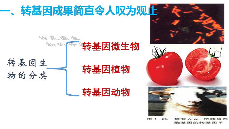 高中生物选择性必修三  4 1转基因产品的安全性 课件练习题第7页