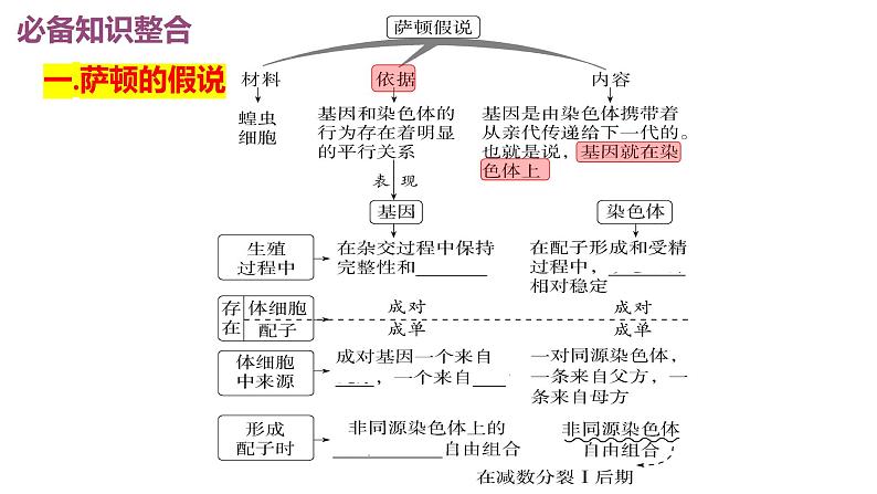 2023届高三一轮复习生物：基因在染色体上课件第2页