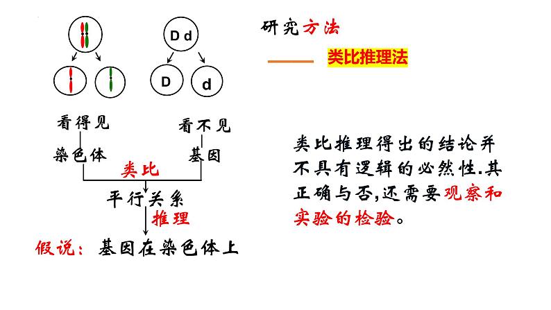 2023届高三一轮复习生物：基因在染色体上课件第3页