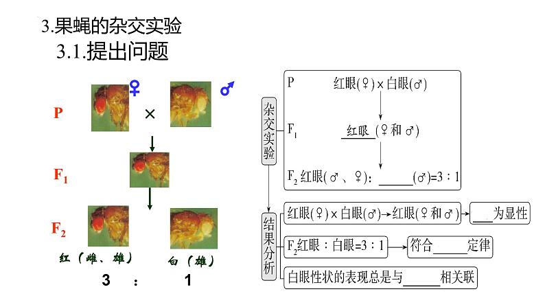 2023届高三一轮复习生物：基因在染色体上课件第6页