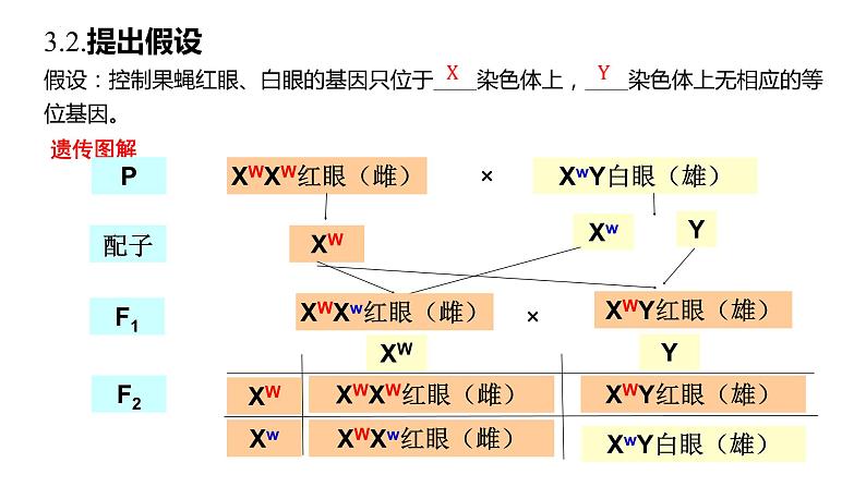 2023届高三一轮复习生物：基因在染色体上课件第7页