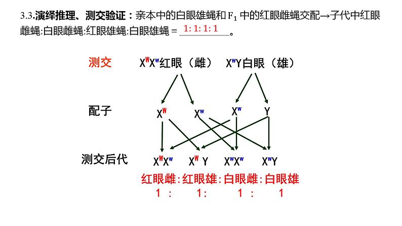 2023届高三一轮复习生物：基因在染色体上课件第8页