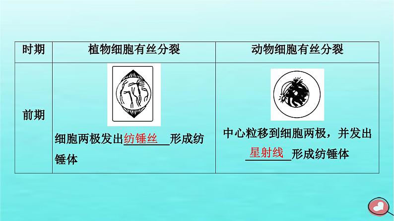 新教材2023年高中生物第6章细胞的生命历程第1节细胞的增殖（课件+夯基提能作业）新人教版必修107