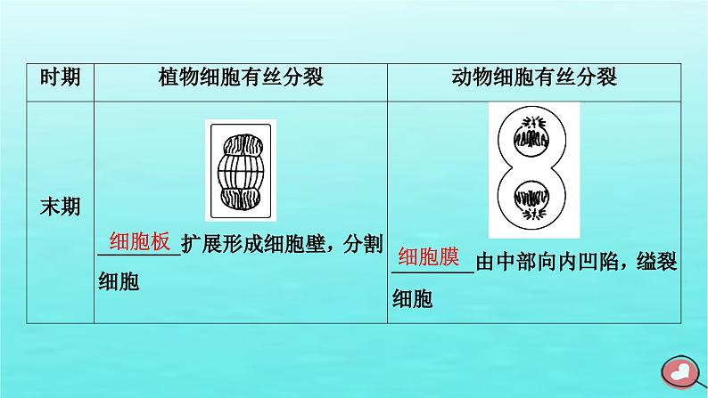 新教材2023年高中生物第6章细胞的生命历程第1节细胞的增殖（课件+夯基提能作业）新人教版必修108