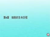 新教材2023年高中生物第6章细胞的生命历程第3节细胞的衰老和死亡（课件+夯基提能作业）新人教版必修1