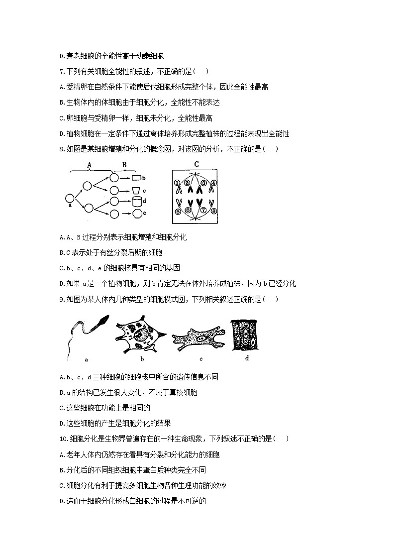2022年高中生物4.2细胞通过分化产生不同类型的细胞课时作业浙科版必修102
