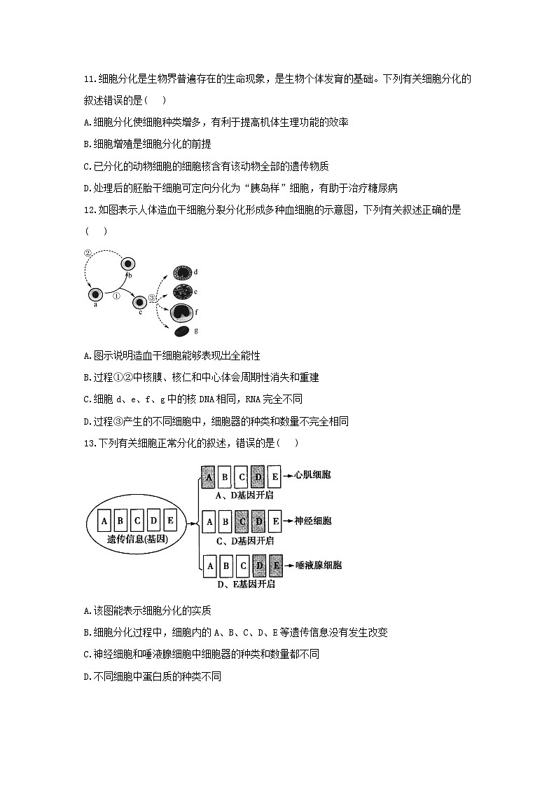 2022年高中生物4.2细胞通过分化产生不同类型的细胞课时作业浙科版必修103