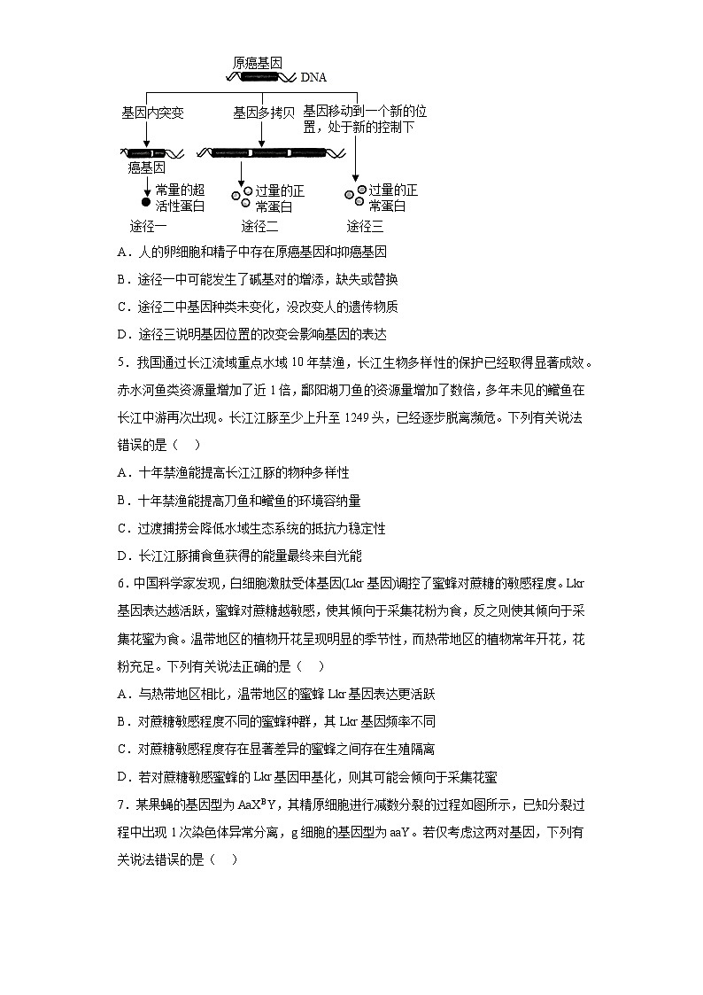 2023届河北省衡水市部分重点高中高三二模生物试题（含解析）02