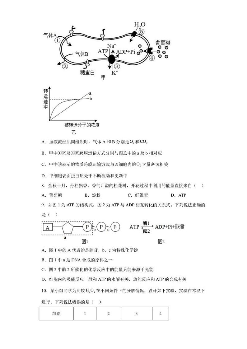 2022-2023学年天津市新华中学高一上学期期末生物试题（解析版）第3页