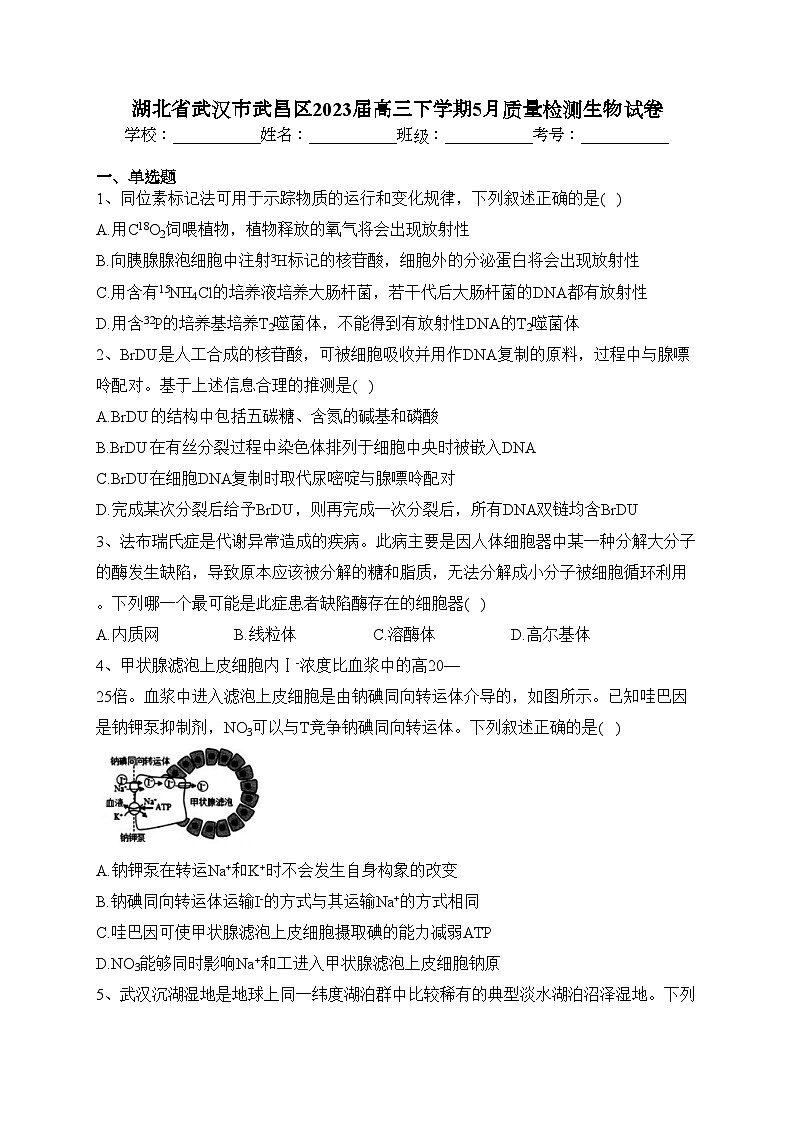 湖北省武汉市武昌区2023届高三下学期5月质量检测生物试卷（含答案）第1页