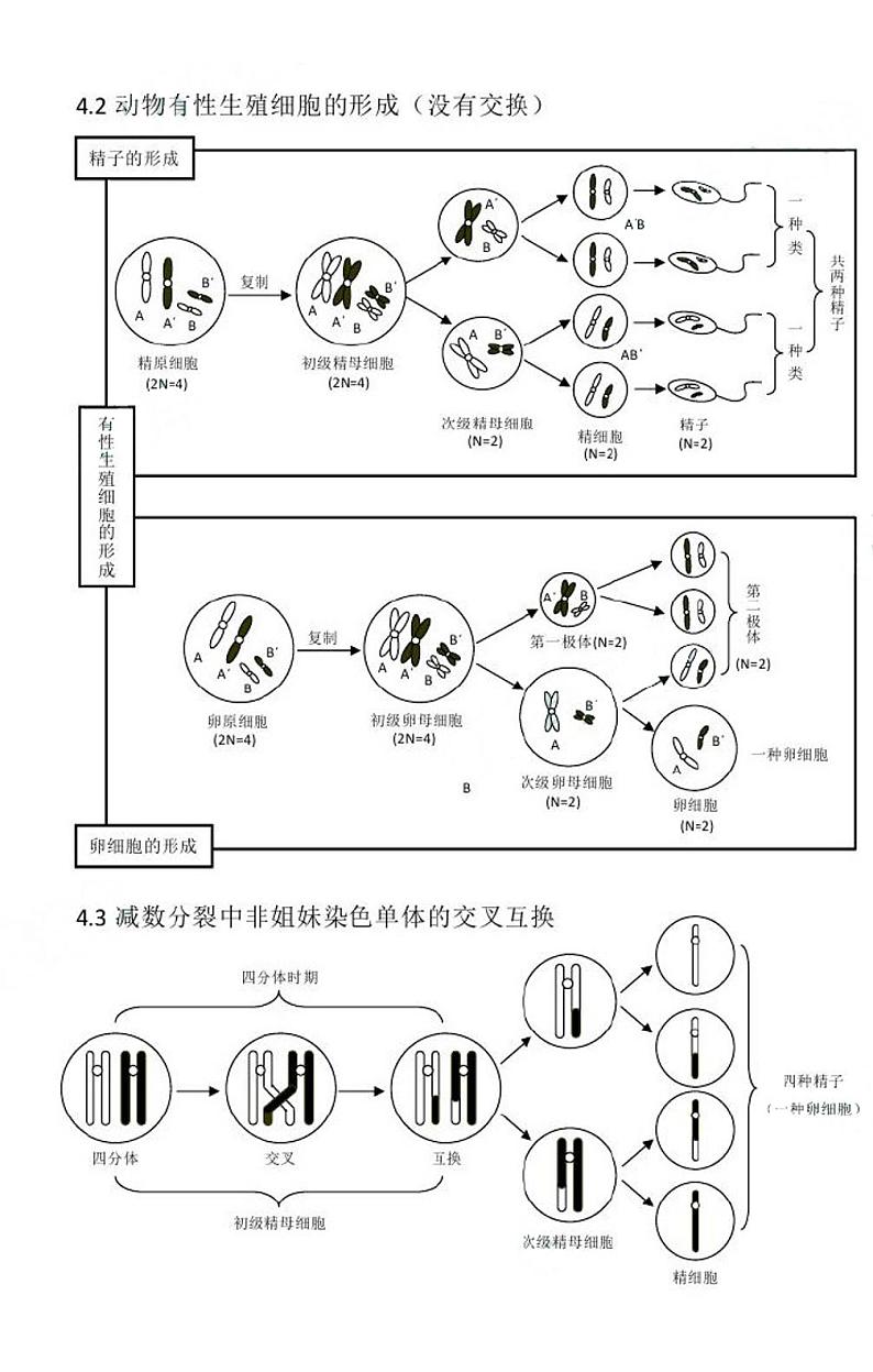 高考生物：生物的生殖与发育知识结构网络（四） 学案02