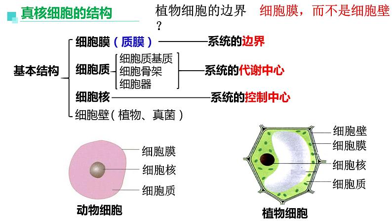 2023届高三生物课件细胞膜的结构和功能第4页