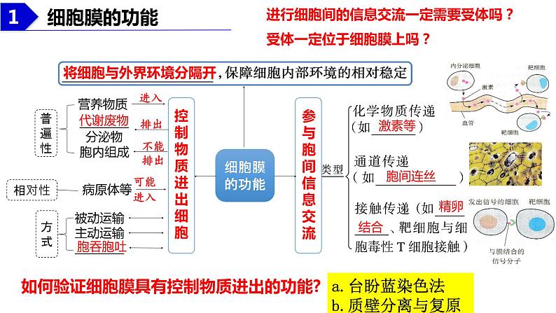 2023届高三生物课件细胞膜的结构和功能第5页