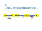 2023届高三复习生物： 细胞代谢课件