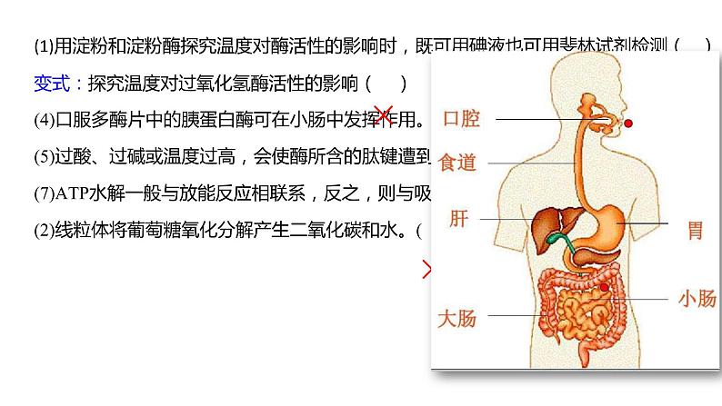 2023届高三复习生物： 细胞代谢课件第4页