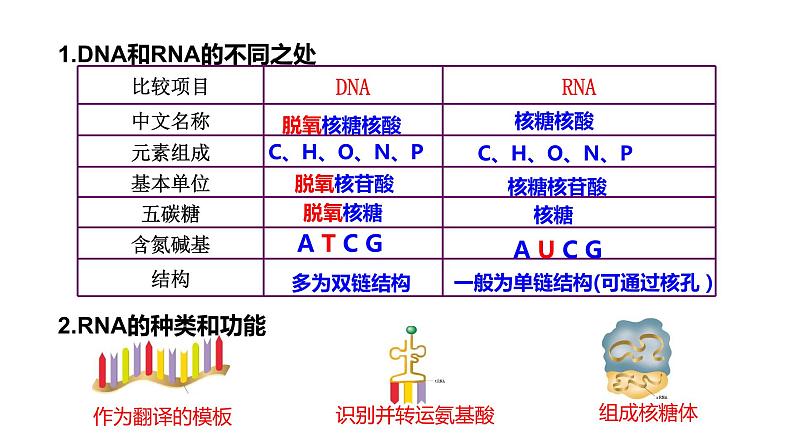 2023届高三复习生物：第四章基因的表达复习课件第8页