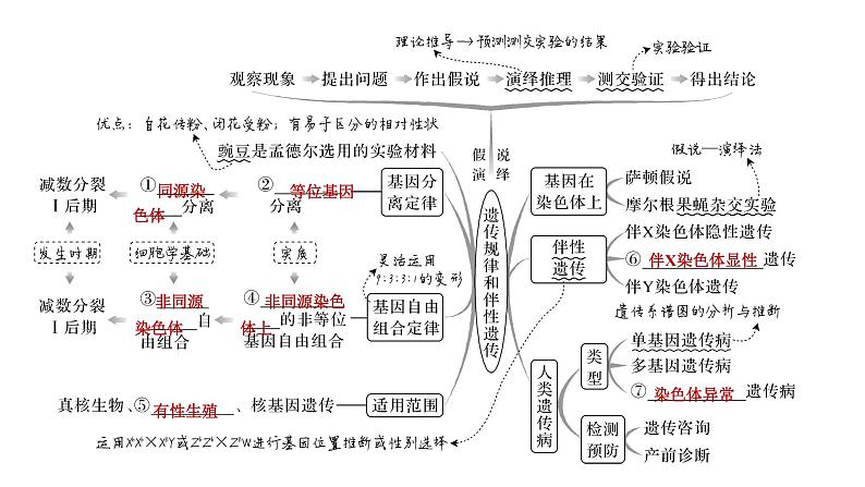 2023届高三复习生物：遗传规律课件第3页