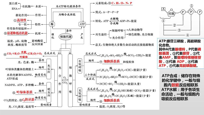 2023届高三生物复习课件03. 细胞代谢第1页