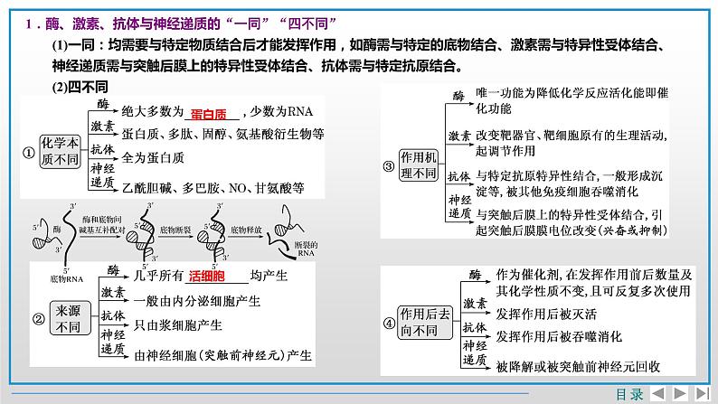 2023届高三生物复习课件03. 细胞代谢第5页