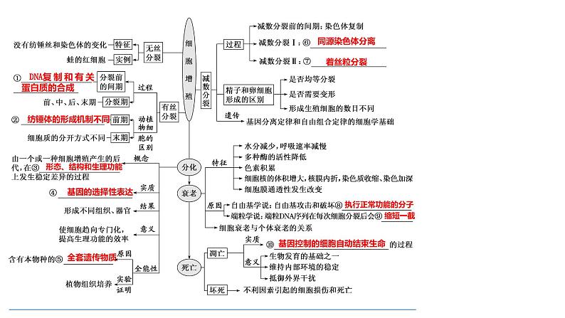 2023届高三生物复习课件04 细胞的分化、衰老、凋亡01