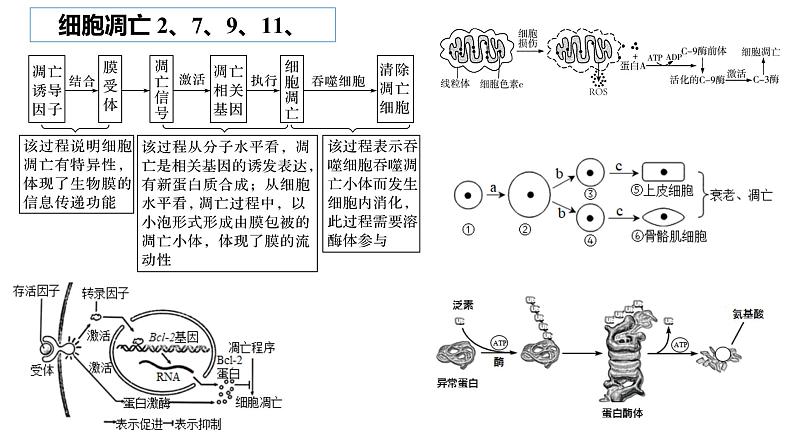 2023届高三生物复习课件04 细胞的分化、衰老、凋亡03