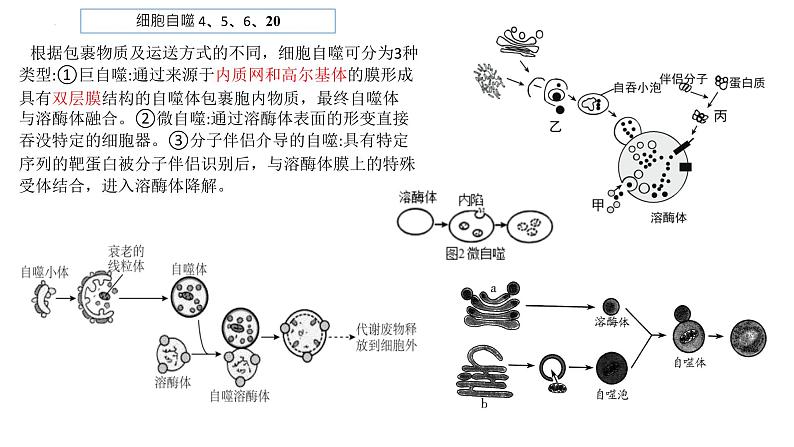 2023届高三生物复习课件04 细胞的分化、衰老、凋亡04