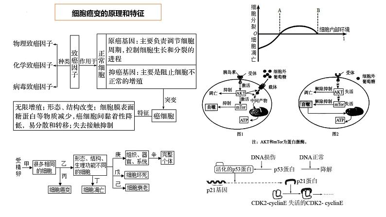 2023届高三生物复习课件04 细胞的分化、衰老、凋亡05