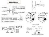 2023届高三生物复习课件04 细胞的分化、衰老、凋亡