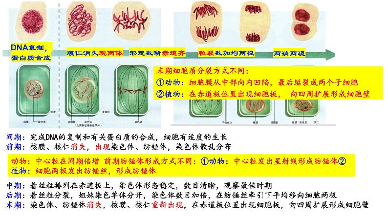 2023届高三生物复习课件04 细胞的分化、衰老、凋亡06