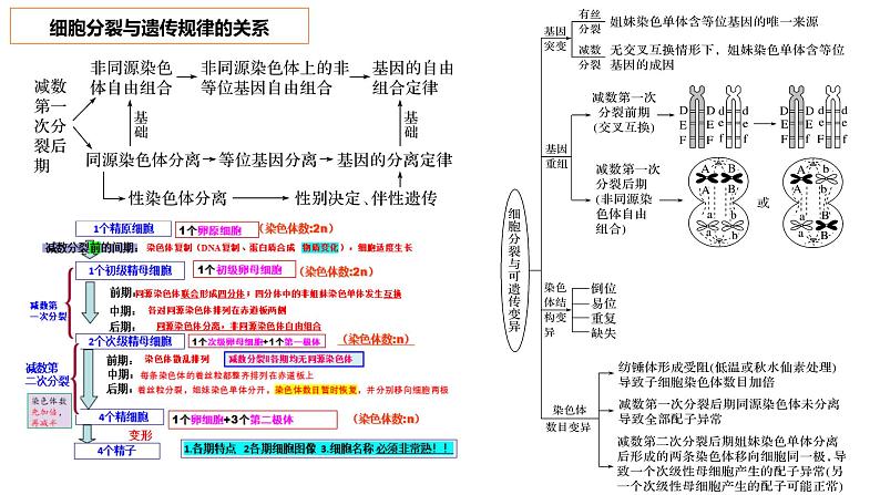 2023届高三生物复习课件04 细胞的分化、衰老、凋亡07