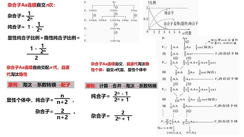 2023届高三生物复习课件05遗传规律与伴性遗传第4页