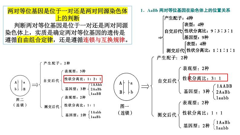 2023届高三生物复习课件05遗传规律与伴性遗传第6页