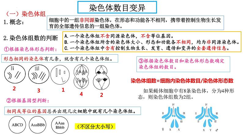 2023届高三生物复习课件07变异与进化 1第7页