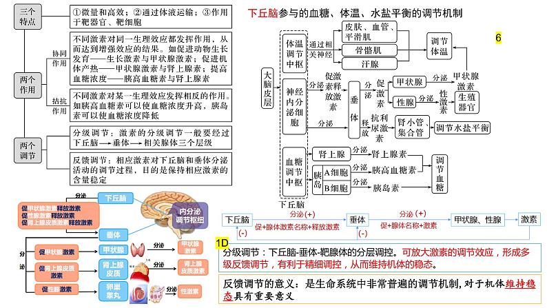 2023届高三生物复习课件09体液调节、免疫调节03